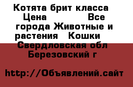 Котята брит класса › Цена ­ 20 000 - Все города Животные и растения » Кошки   . Свердловская обл.,Березовский г.